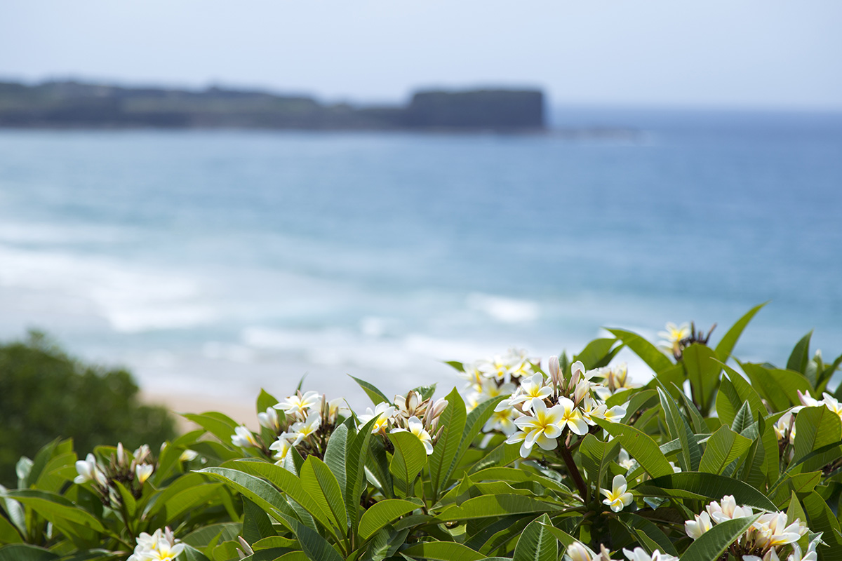 Suburb Spotlight: Kiama Real Estate